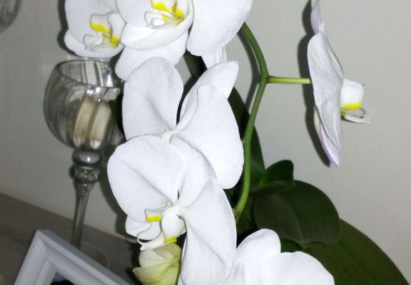  L'entretien de l'orchidée et le langage des fleurs.