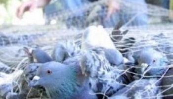 Pétition : Non au massacre de 400 pigeons à Montpellier
