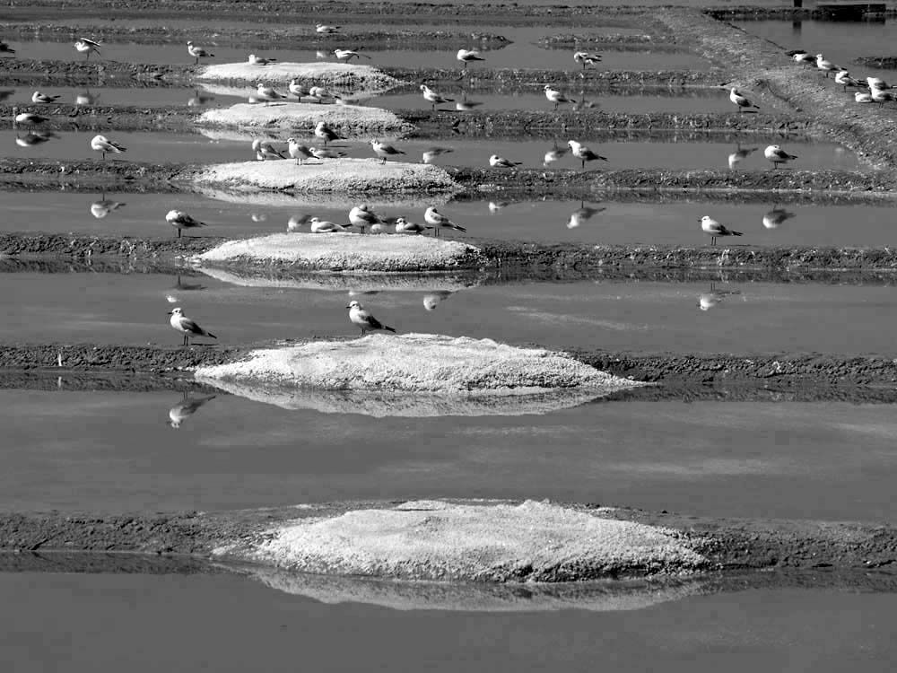 Album - Les Marais-salants de Guerande en noir et blanc