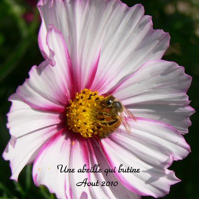 une abeille qui butine1cosmos