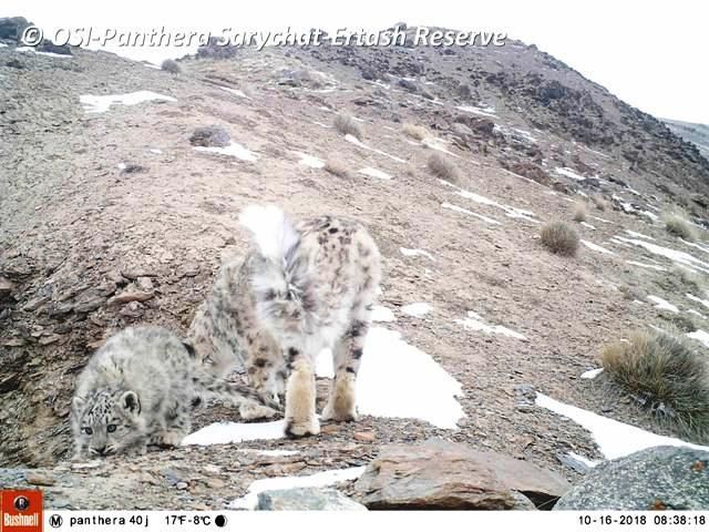 Un point sur l'évolution du Programme Panthera...