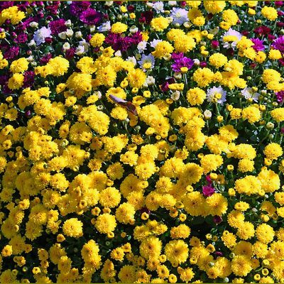 Les fleurs - chrysanthèmes