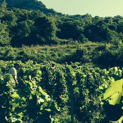 vignoble d'hermillon bas le 6 juillet 2017