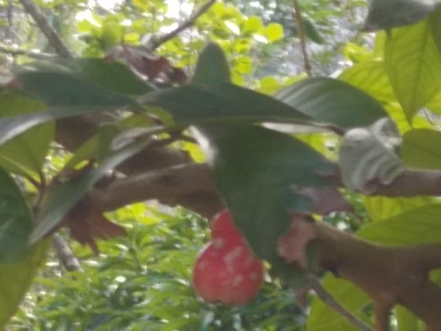 la parc naturel Alejandro Humbolt, le guide doit m envoyer le nom des plantes....baignade au retour a Maguana, les 2 petites baies rouges sont utilisees pour les maracas, l oiseau avec du rouge est le tocororo, oiseau embleme nationale, quand les enfants n avaient pas de cahier ils ecrivaient avec la pointe fournie par un cocotier sur les feuilles vertes les revolutionnaires aussi,  la grenouille est la plus petite du monde, on a pas vu de lamantin dans la baie ou ils se trouvent