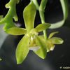 phalaenopsis cornu cervi var flava