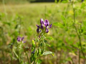 Récoltes d'été (2) : L'herbe repousse sur les terres brûlées