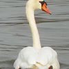 Le cygne