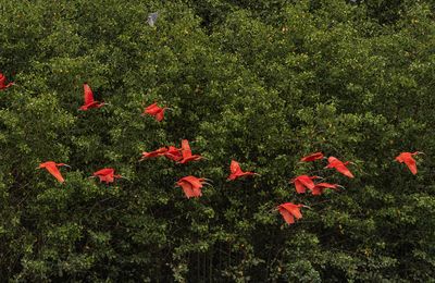 Brésil : Six points clés sur lesquels la biodiversité peut améliorer l’atténuation du changement climatique