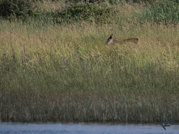 Cervus elaphus