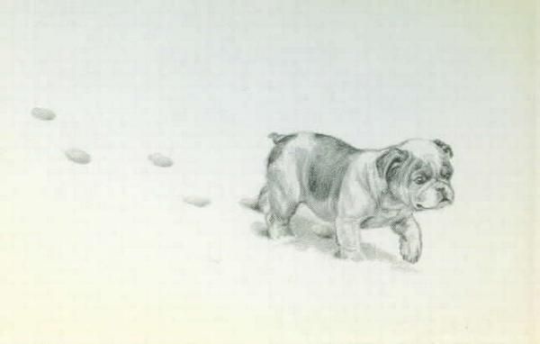 Album - Old-pics-Bulldogs-and-Staffies