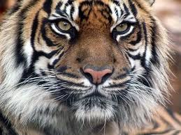 Tondi, un tigre de Sumatra, débarque près de Paris