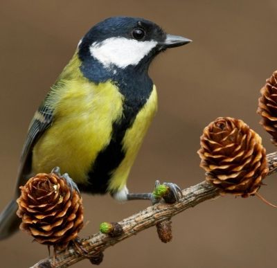 Le monde animal : Oiseaux