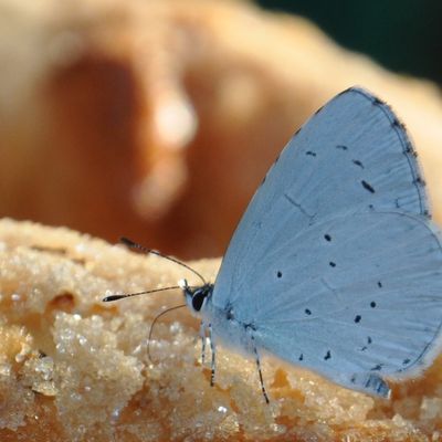 Un papillon gourmand à l'amande suite et fin