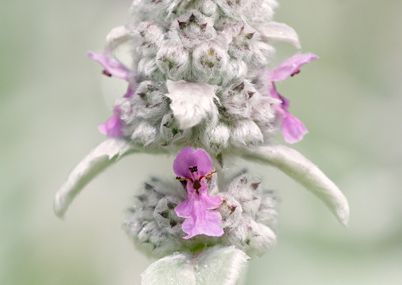 Oreilles d'ours en fleur