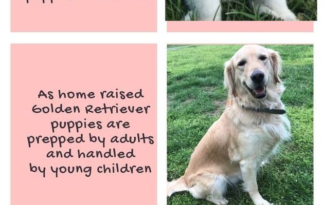Tennessee Golden Retrievers Tristar Goldens