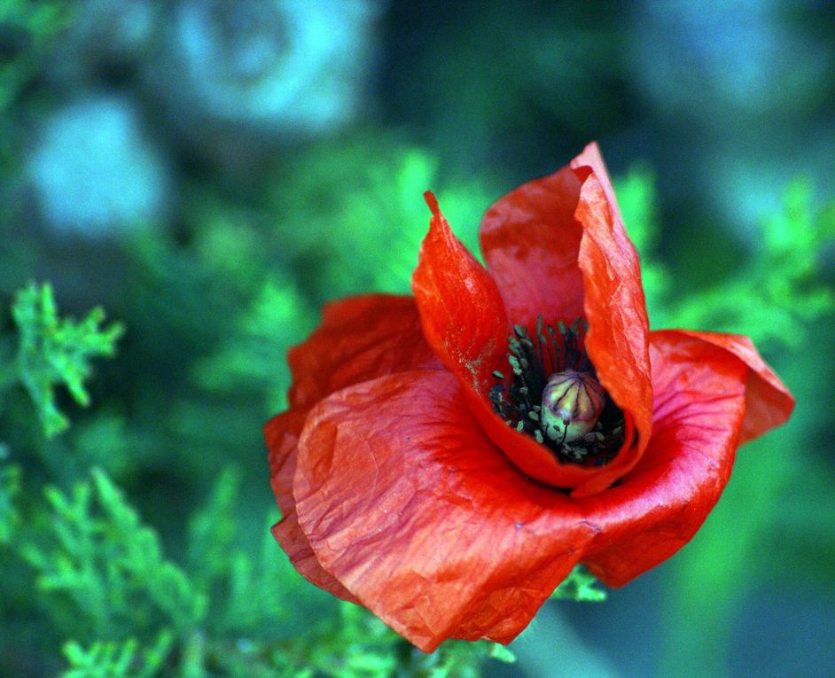 Les plantes et fleurs de mon jardin