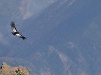 Le canyon de Colca et ses spectacles grandeurs nature