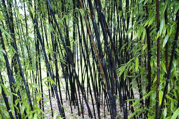 Forêt de bambous noirs - Photo M@rie