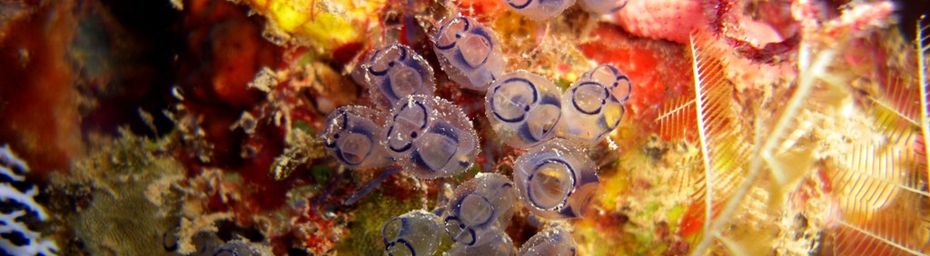 Faune et flore sous marine de l’océan Indien