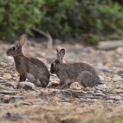 Les lapins dans leur territoire