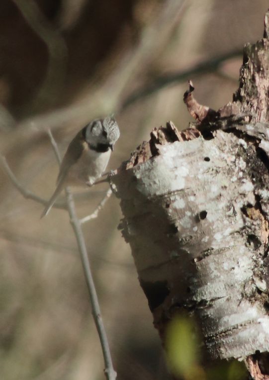 Album - Les différentes mésange en Lorraine