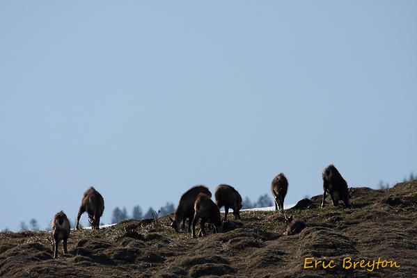 Album - chamois-de-printemps