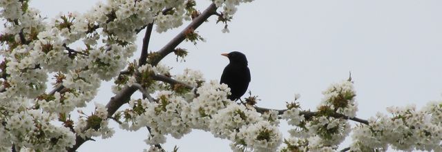 Noir et blanc suite