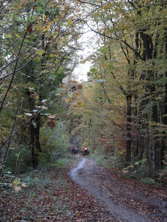 15ème édition de cette randonnée VTT,dite la  TransMontgeronnaise,  en forêt de Sénart, dimanche 10 novembre .