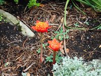 Vous aimez les fleurs ! vous passerez des heures dans ce magnifique jardin à l'anglaise ! Mais vous n'aurez pas la chance de me croiser.