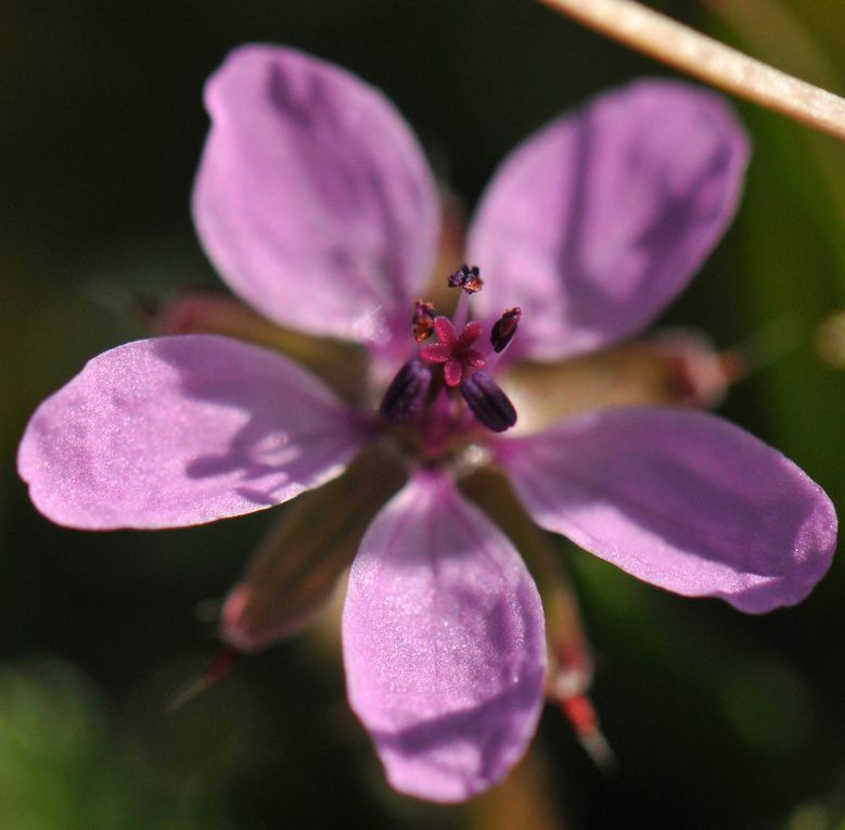 Album - Fleurs