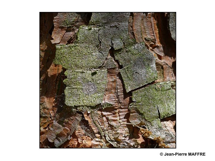 Sous le soleil, les écorces des troncs de platanes forment des motifs qui font penser aux éléments d'un puzzle.