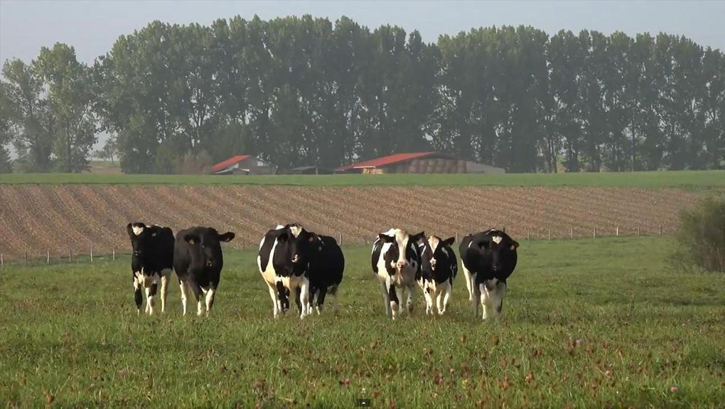 Les prairies fleuries des Vosges du nord : des hommes et des savoir-faire