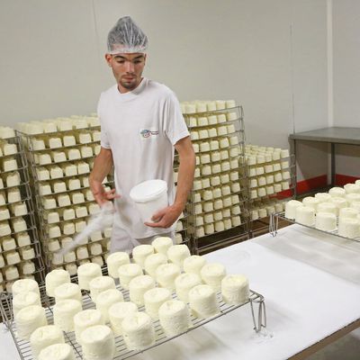 Salage du fromage de Langres