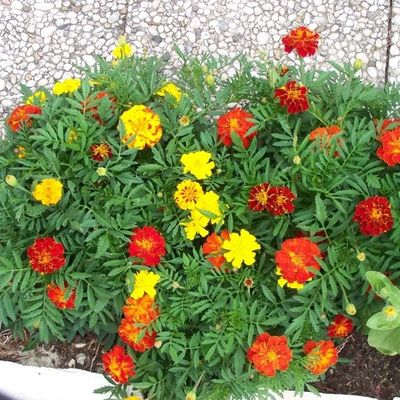 QUELQUES FLEURS (4).