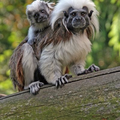 Singe A Vendre Ou En Trouver Et A Quel Prix