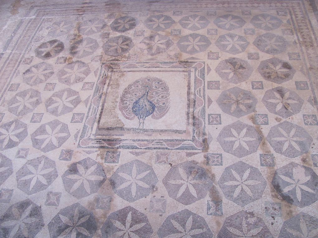 Album des 2 semaines passées sur l'île d'Aphrodite: Larnaca, Kalavasos, Paphos, Omodos, Lemithou,Lefkara, monastère de Kykkos et de St Nicolas des chats