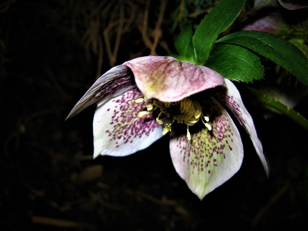  Les belles fleurs en nocturne....moi, j'adore....Printemps est la, et sa fait du bien....