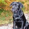 Les cane corso en forêt