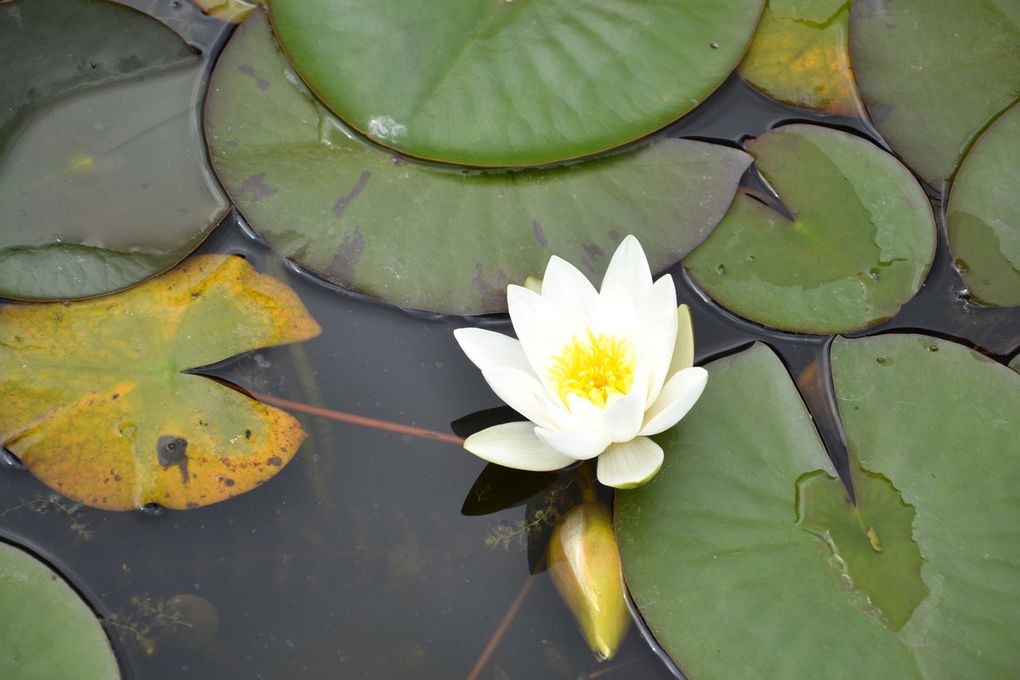 Sortie au jardin des nénuphars GS Rencontre avec...