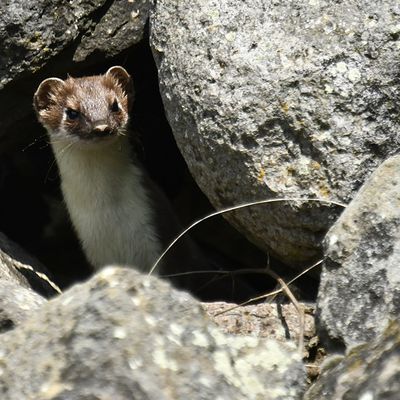 HERMINE, COUCOU INTRIGUE DE SA PART, VIDEO