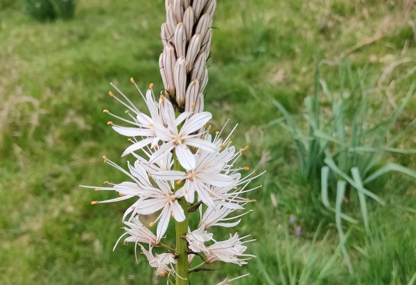 ASPHODELUS albus ou bâton blanc ou poireau de chien  Famille des LILIACEES 