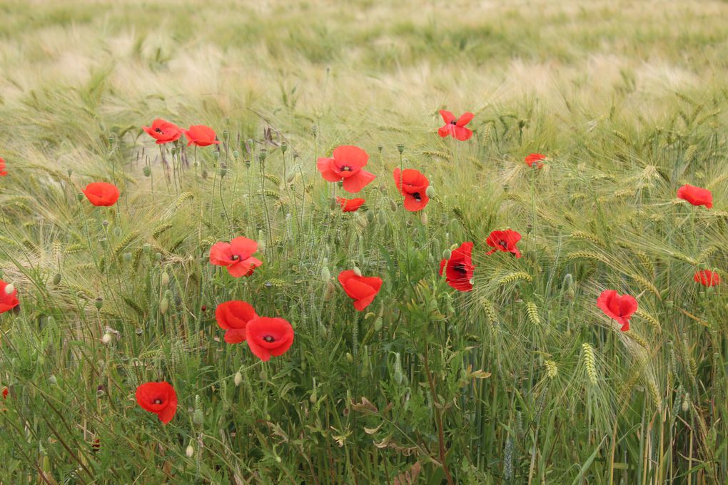 Album - les-coquelicots