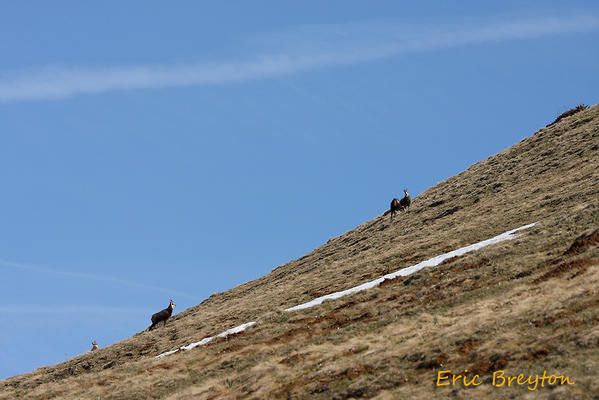 Album - chamois-de-printemps