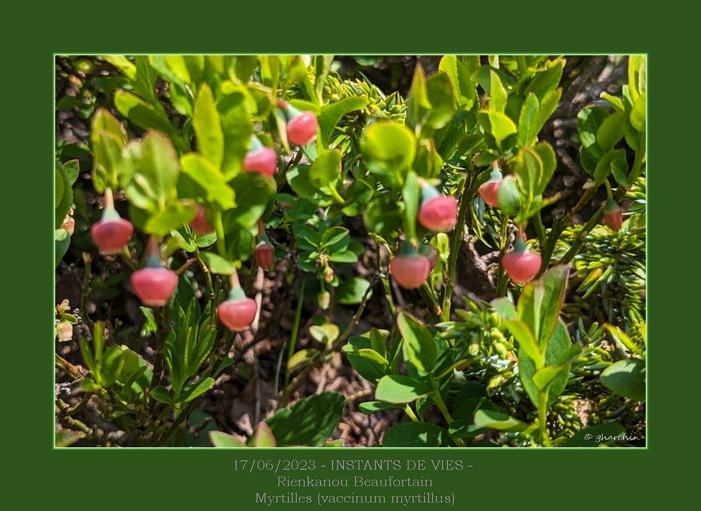 Fleurs des alpes et promesse de myrtilles