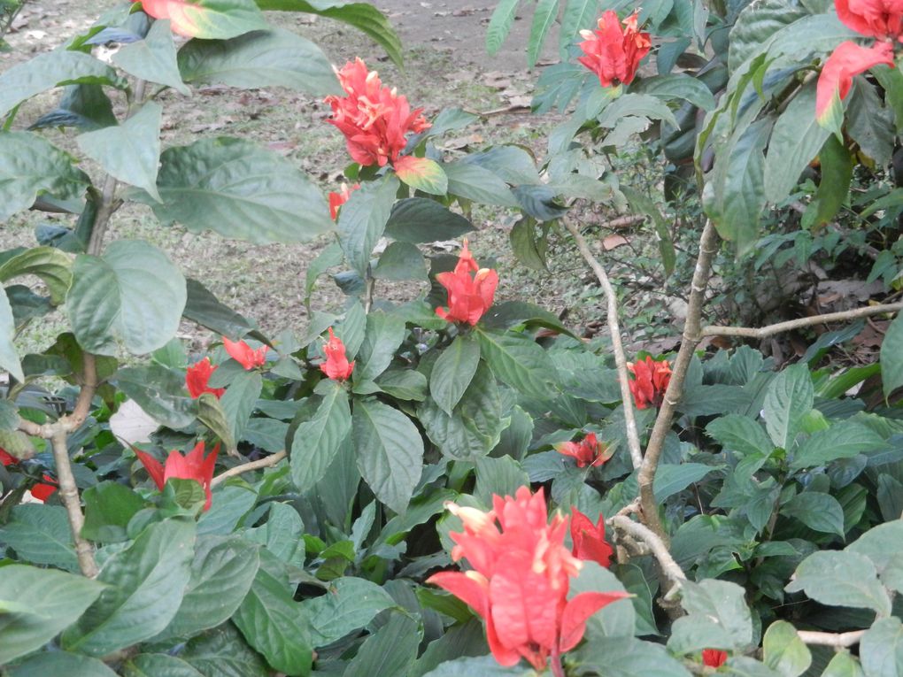 Limbé et ses plages, son parc botanique, son centre de la faune, son activité. Buea base pour le Mont Cameroun et le pont M'Fundi base pour le Nigeria