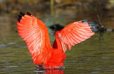 L'ibis rouge