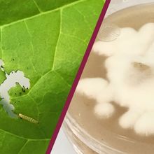 Un champignon parasite pourrait être la clé du salut du cotonnier