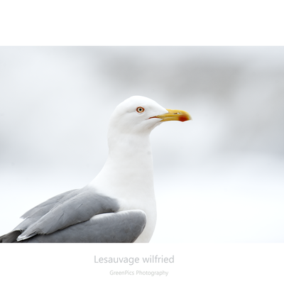 Il se joue des élément air, eau, terre, ...Goéland leucophée (Larus michahellis) PACA