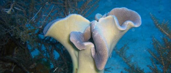 La faune et la flore sous-marine de l'océan Indien à Mayotte