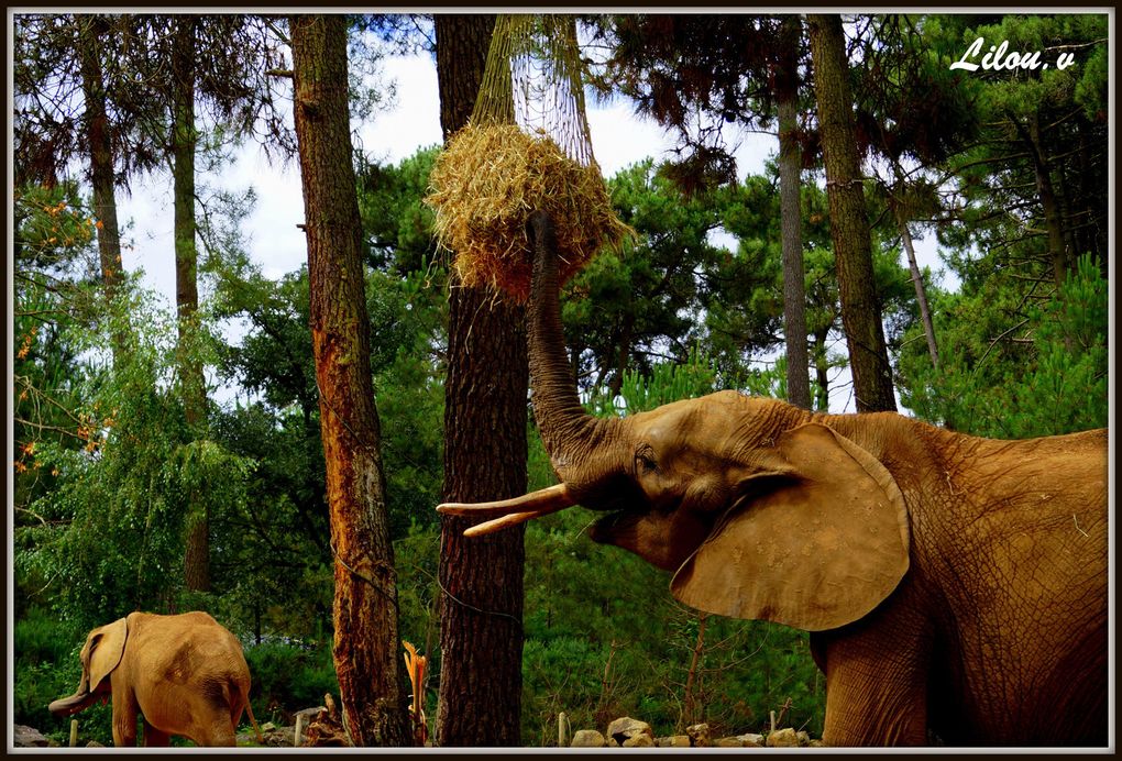 La photo animalière